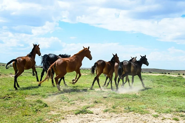 Постой для лошадей