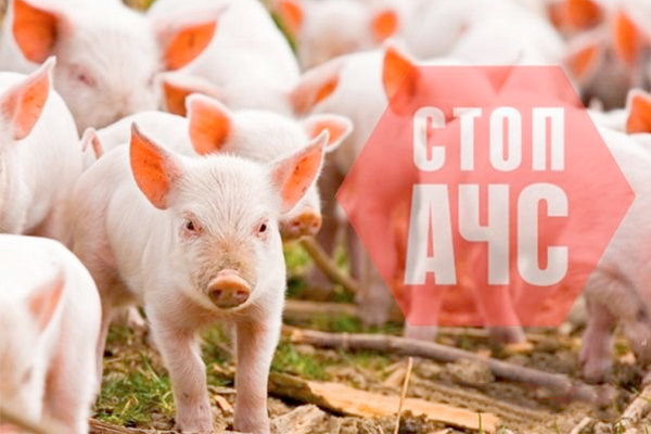 АФРИКАНСКАЯ ЧУМА СВИНЕЙ